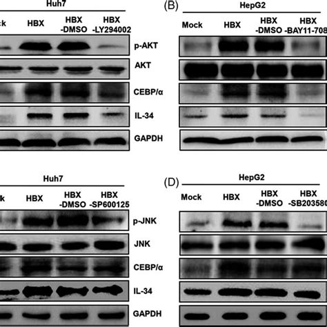 The Function Of Different Signal Pathways In Cebp α And Il‐34