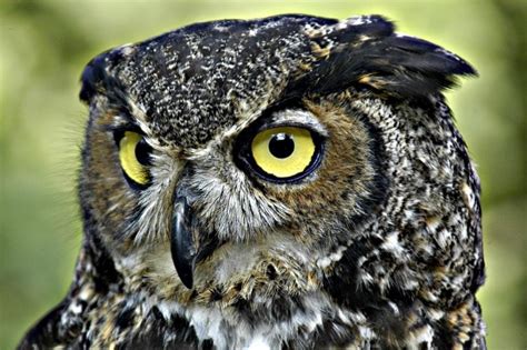 5 Largest Owls in the World - Largest.org