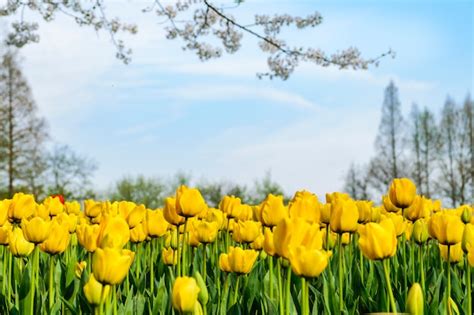 Premium Photo | Yellow tulips