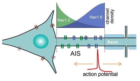 Sodium Channels Involved In The Initiation Of Action Potentials In