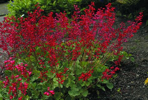 Alunrot Heuchera sanguinea Sioux Falls Sveriges Trädgårdsmästare