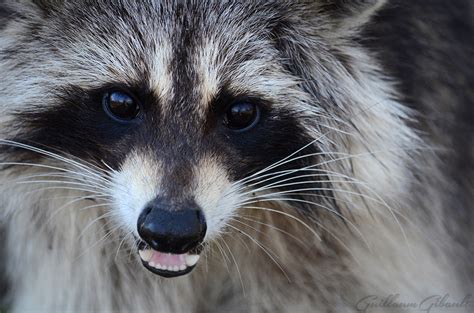 Happy raccoon by GuillaumGibault on DeviantArt