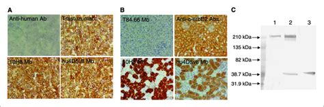 Immunohistochemistry Staining Of Frozen Sections Of Mcf7her2 Tumor A