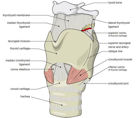 What is Cricoid Cartilage? What is its Function in the Body?