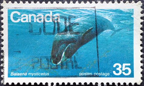 Canada Circa A Postage Stamp From Canada Showing A Bowhead