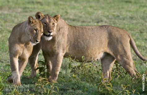 pregnant-lioness - Thomson Safaris