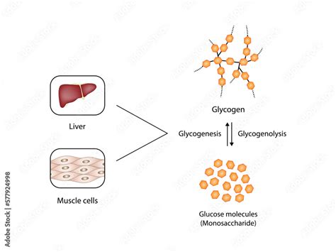 Glycogenesis Glycolysis Glycogenolysis Carbohydrates Digestion Glycogen And Glucose Sugar