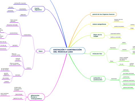 Exitaci N Y Contracci N Del M Sculo Liso Mind Map