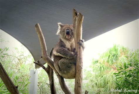 Koala, Melbourne Zoo | Mabel Kwong