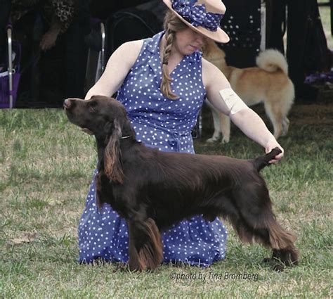 Field Spaniel Breeders : Saltmarshe Field Spaniels