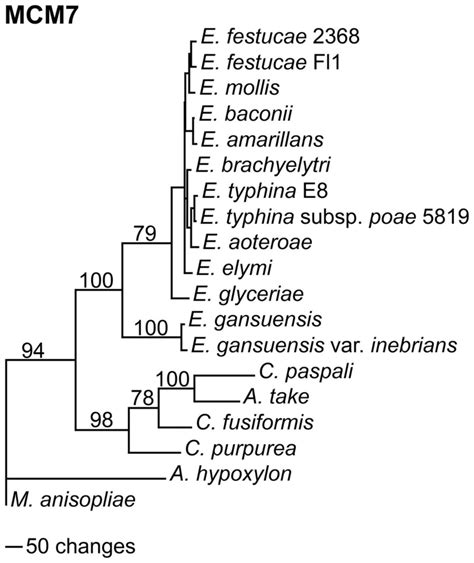 Rooted 50 Majority Rule Maximum Parsimony Phylogenetic Tree Of The