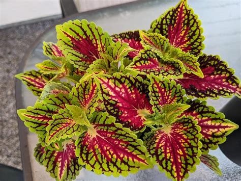 Photo Of The Entire Plant Of Coleus Coleus Scutellarioides Main Street