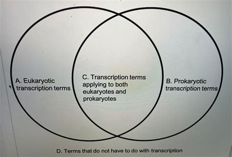 Prokaryotic And Eukaryotic Cells Venn Diagram