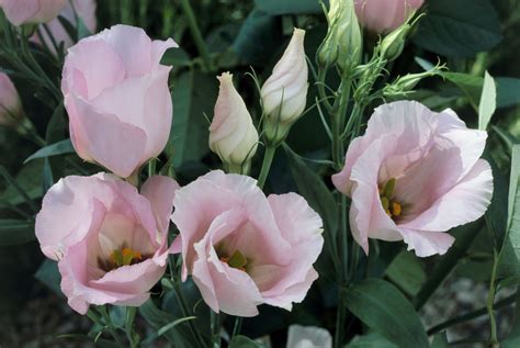 The lisianthus (Eustoma grandiflorum) or prairie gentian is one of the most popular cut flowers ...