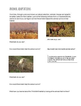 Grassland adaptations 5th grade Science by Jennifer Belchi | TPT