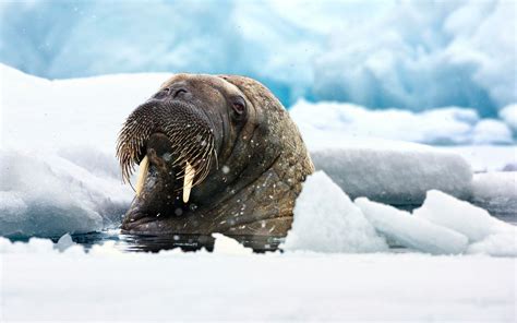 Walrus Wallpaper - WallpaperSafari