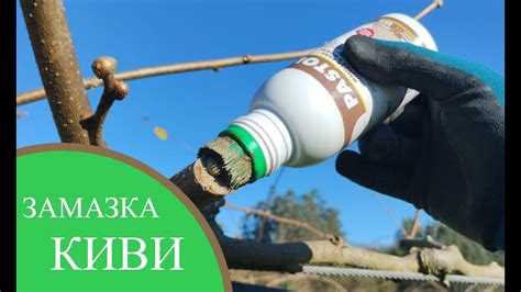 ЗАМАЗКА ДЛЯ СРЕЗА, ОБРЕЗКА КИВИ - YouTube