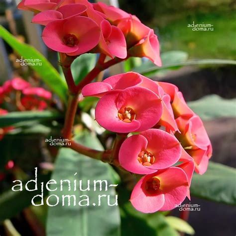 Euphorbia MILII 'HISLOPII' (Эуфорбия, Молочай): купить 2 семени c ...