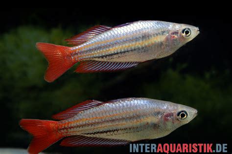 Regenbogenfische Für Das Aquarium Im Shop Kaufen