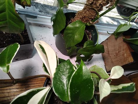 Hard Water Spots Won't Go Away : r/houseplants