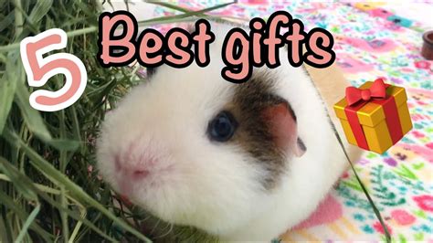 5 Best Gifts For Your Guinea Pigs YouTube