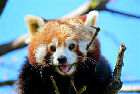 Bears Pandas Red Panda Branches Hd Wallpaper Rare Gallery