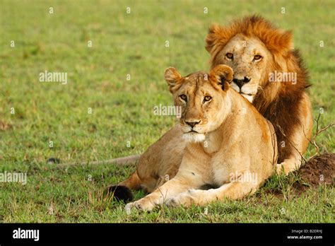 Male And Female Lion Pictures