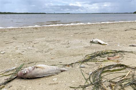 Red Tide Continues to Affect Sarasota's Beaches and Wildlife | Sarasota Magazine