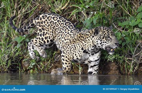 Jaguar Walks On Water. Side View. Panthera Onca. Natural Habitat ...