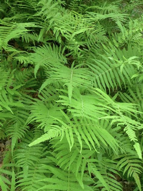 Photo Of The Entire Plant Of Southern Shield Fern Thelypteris Kunthii