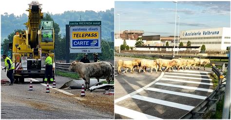 Camion Di Bestiame Si Rovescia In Autostrada Vitelli E Mucche In Fuga