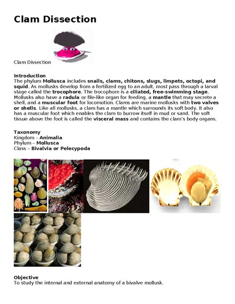 Clam Dissection Clam Dissection Clam Dissection Introduction The