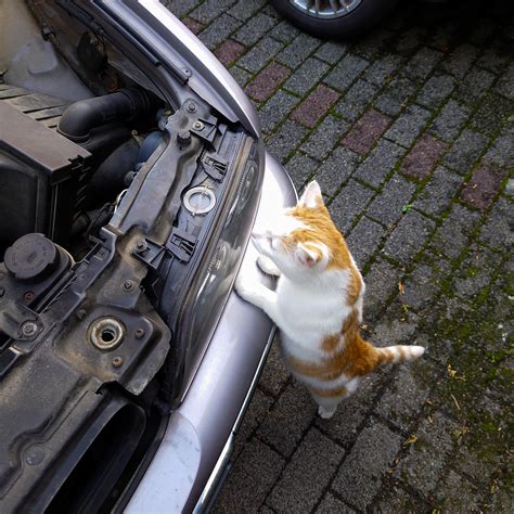 Yesterday my neighbor helped me changing the light bulbs in my car