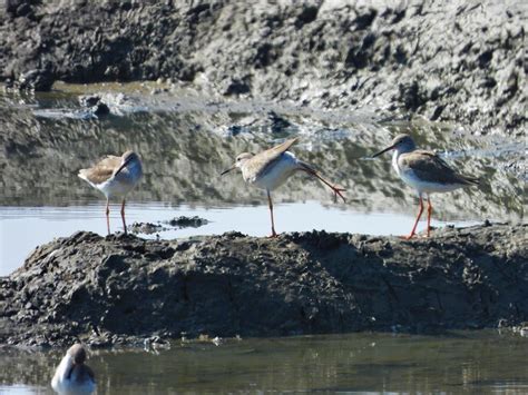 Redshank | BirdForum