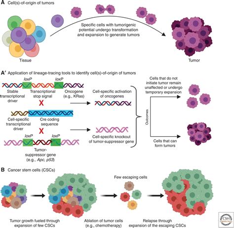 Discovering New Progenitor Cell Populations Through Lineage Tracing And