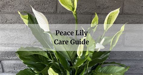 Peace Lily Care Guide With Photos