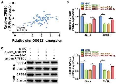 CRNA Circ 0003221 Promotes Cervical Cancer Progression CMAR