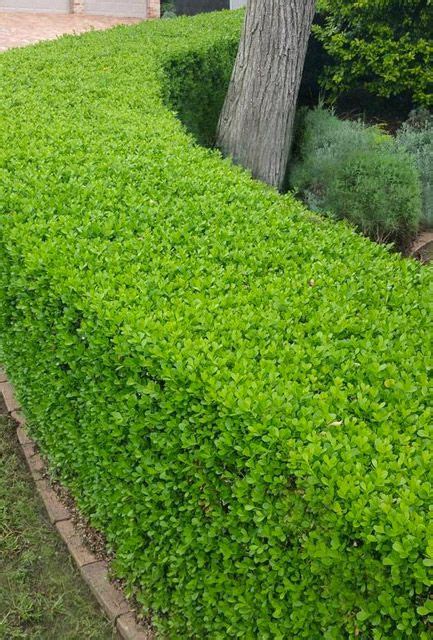 Box Hedge Buxus Sempervirens Hedging Plants Direct