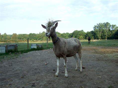 Helens Goat With A Lovely Stylish Hat Lebatihem Flickr