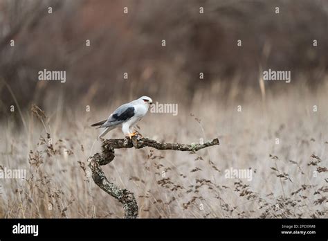 Black Winged Kite Elanus Caeruleus Stock Photo Alamy