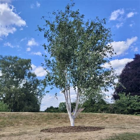 Buy Betula Utilis Var Jacquemontii UK Plants Architectural Plants