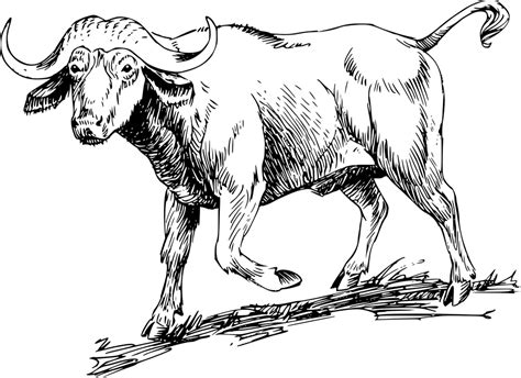 Tamaraw Drawing Sketch