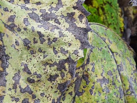 The Sunflower Crop is Affected by Diseases in the Field Stock Photo ...