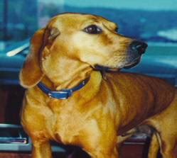 Redbone Coonhound · Hunting Dogs - Dogs Breeds