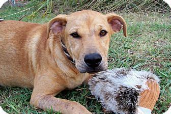 Bedminster NJ Black Mouth Cur Labrador Retriever Mix Meet ARLO A