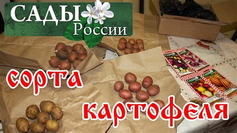 НПО "Сады России". Посылка весна 2017 год. Сорта картофеля - YouTube