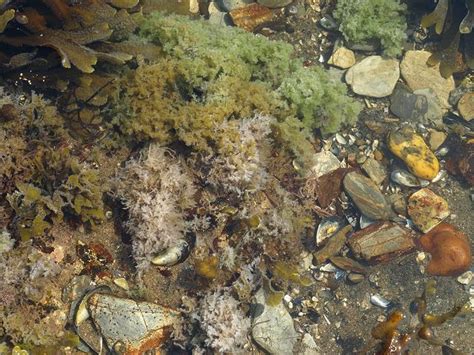 Marine Fungus 5 On Algae In Middleshore Pool Marine Fungi Images