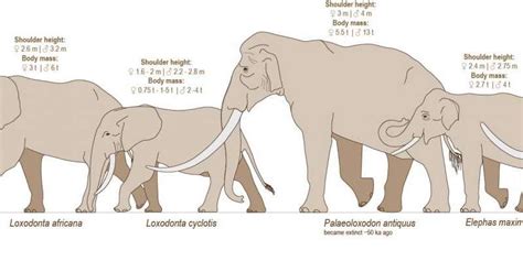 Genetic study shakes up the elephant family tree