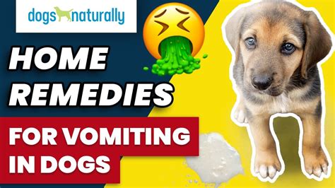Home Remedies For Vomiting In Dogs - Dogs Naturally