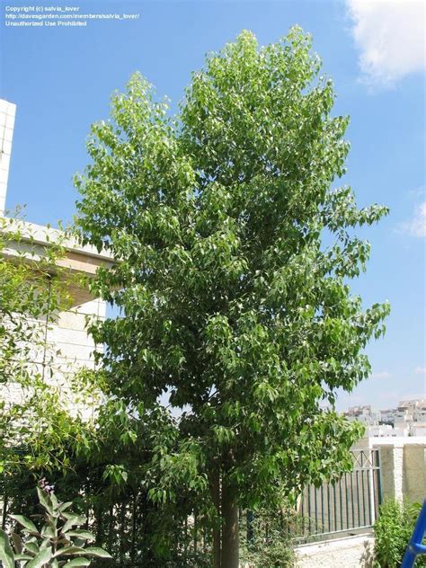 Plantfiles Pictures Bottle Tree Bottletree Black Kurrajong